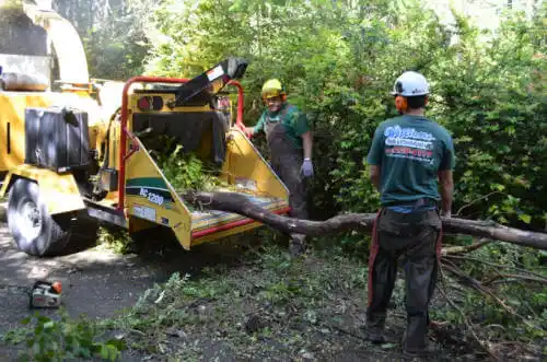 tree services Hayden